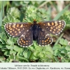 melitaea aurelia verblyudka female in laboratory 2